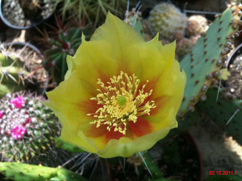 Opuntia gossellina